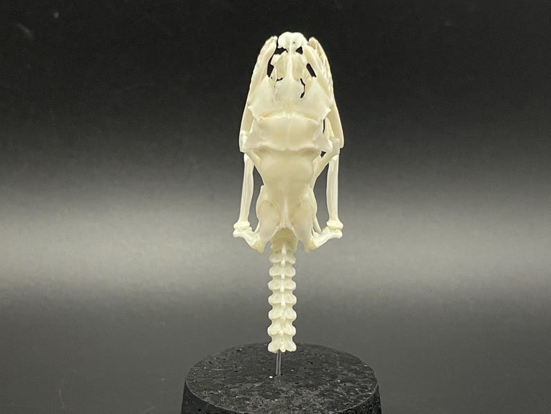 Peut inclure: Un cr&acirc;ne de reptile blanc cass&eacute; d&eacute;taill&eacute;, vu de face. Le cr&acirc;ne est mont&eacute; sur une base noire, avec la colonne vert&eacute;brale s'&eacute;tendant vers le bas. Le fond est un d&eacute;grad&eacute; de gris fonc&eacute;.
