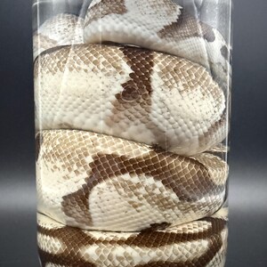 K&ouml;nnte beinhalten: Eine Schlange mit braun und wei&szlig; gemusterter Haut ist in einem durchsichtigen Glasbeh&auml;lter aufgerollt. Die Schuppen der Schlange sind sichtbar, und das Glas steht vor einem dunklen Hintergrund. Die Schlange ist das Hauptmotiv des Bildes.