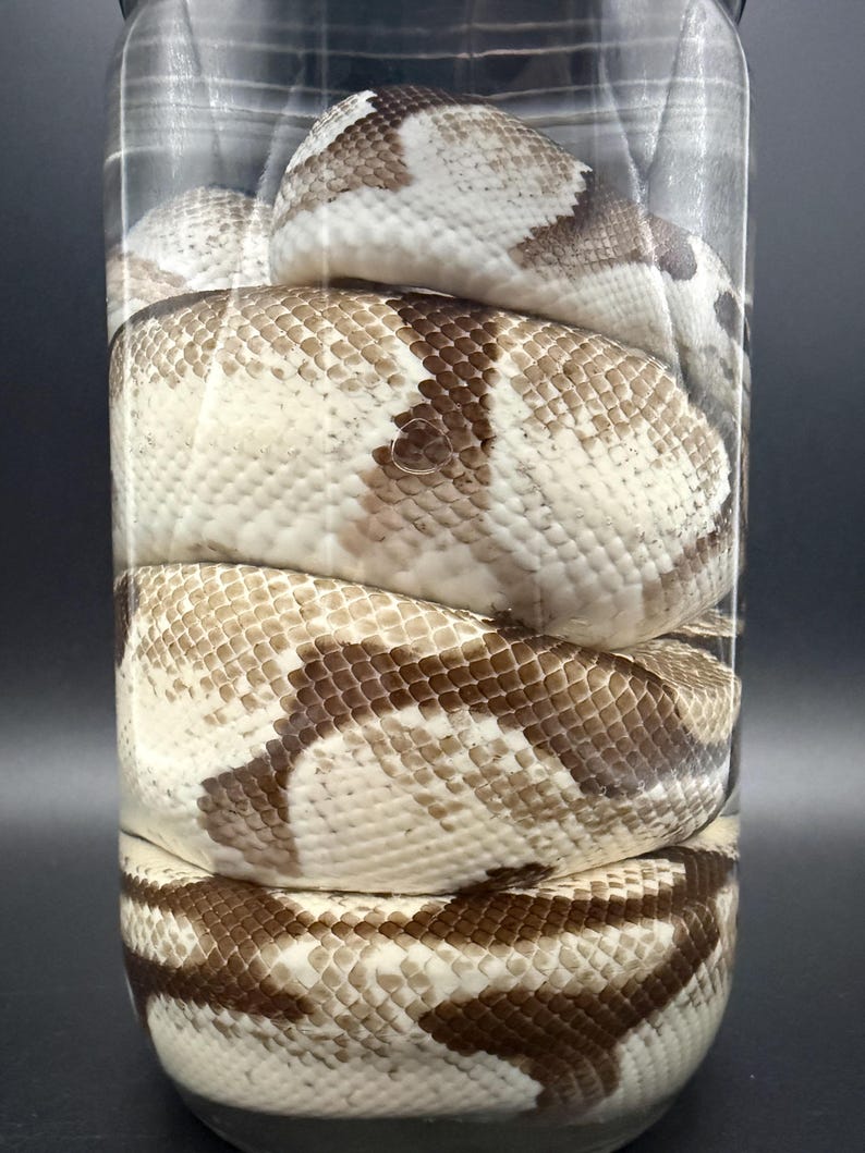 K&ouml;nnte beinhalten: Eine Schlange mit braun und wei&szlig; gemusterter Haut ist in einem durchsichtigen Glasbeh&auml;lter aufgerollt. Die Schuppen der Schlange sind sichtbar, und das Glas steht vor einem dunklen Hintergrund. Die Schlange ist das Hauptmotiv des Bildes.