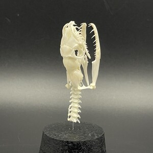 Peut inclure: Un cr&acirc;ne de serpent blanc cass&eacute;, montrant la structure d&eacute;taill&eacute;e de la m&acirc;choire et des dents. Le cr&acirc;ne est mont&eacute; sur une petite base cylindrique sombre, avec la colonne vert&eacute;brale s'&eacute;tendant vers le bas. Le fond est un d&eacute;grad&eacute; gris fonc&eacute;.