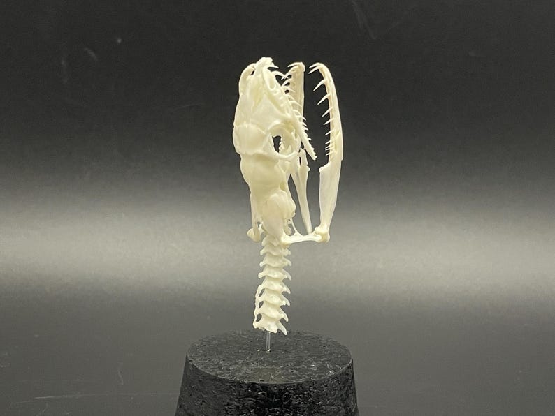 Peut inclure: Un cr&acirc;ne de serpent blanc cass&eacute;, montrant la structure d&eacute;taill&eacute;e de la m&acirc;choire et des dents. Le cr&acirc;ne est mont&eacute; sur une petite base cylindrique sombre, avec la colonne vert&eacute;brale s'&eacute;tendant vers le bas. Le fond est un d&eacute;grad&eacute; gris fonc&eacute;.