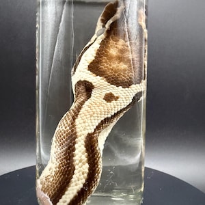 Ball Python Head Wet Specimen