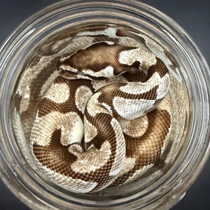 K&ouml;nnte beinhalten: Eine K&ouml;nigspython, mit braunen und cremefarbenen Markierungen, in einem transparenten Glasgef&auml;&szlig; aufgerollt. Das Gef&auml;&szlig; ist rund mit einer weiten &Ouml;ffnung. Der Kopf der Schlange ist sichtbar.