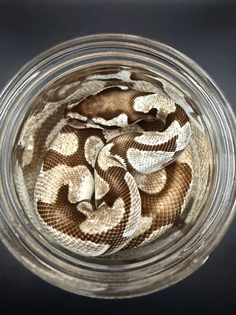 K&ouml;nnte beinhalten: Eine K&ouml;nigspython, mit braunen und cremefarbenen Markierungen, in einem transparenten Glasgef&auml;&szlig; aufgerollt. Das Gef&auml;&szlig; ist rund mit einer weiten &Ouml;ffnung. Der Kopf der Schlange ist sichtbar.