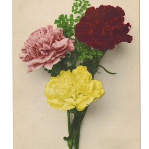 Carte postale vintage fleurs oeillets jaune rose et bourgogne Allemagne carte postale des années 1900 Martin Rommel & Co n° 563 éphémères antiques