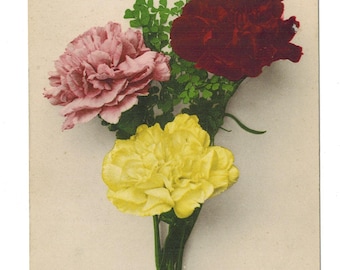 Vintage Carnation Flowers Postcard: Germany, 1900s Ephemera