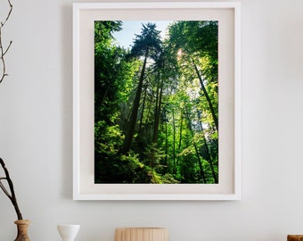 Pine Forest Wall Art, Travel Photography, Slovakia Print, Nature Art, Pine Trees, Forest bathing Slovensky Raj Slovak Paradise National Park