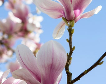 Magnolia Flower Wall Art, Nature Photography Print, UK Floral Art - Stunning pink magnolia flowers in bloom on a magnolia tree in England