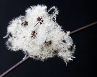 Plant wall art, nature photography, flora print - Fluffy white clematis seed head on twig on black background (portrait)