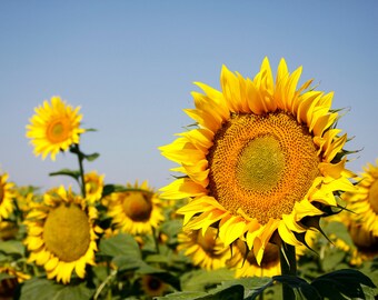 Flower wall art, travel photography, floral nature print - Vibrant yellow sunflowers in bloom in a sunflower field in summer.