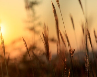 Nature Wall Art, Nature photography, Nature Print - Meadow grass silhouetted against a summer sunset blowing in the wind in a field