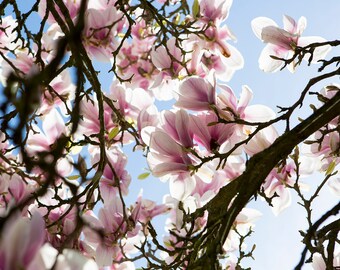 Magnolia Flower Wall Art, Nature Photography Print, UK Floral Art - Stunning pink magnolia flowers in bloom on a magnolia tree in England