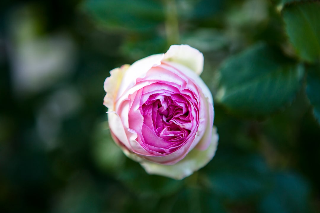 French Wall Art, Flower Photography, France Print, Floral Rose Art ...