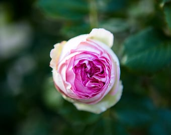 French Wall Art, Flower Photography, France Print, Floral rose Art, Europe - French Pierre de Ronsard rose, Loire