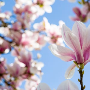 Magnolia Flower Wall Art, Nature Photography Print, UK Floral Art - Stunning pink magnolia flowers in bloom on a magnolia tree in England