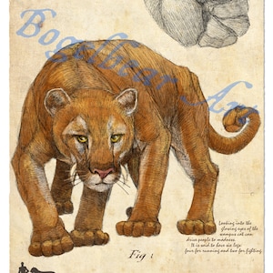 Wampus Cat Naturalist Plate