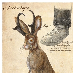 Jackalope Naturforscher Druck