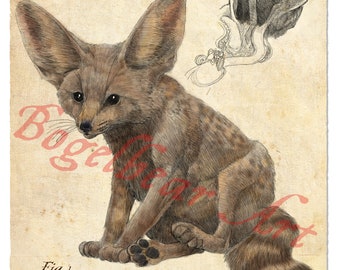 Plate 8: Fennec, Bestairum Vocabulum, or, a Cryptozoological Compendium