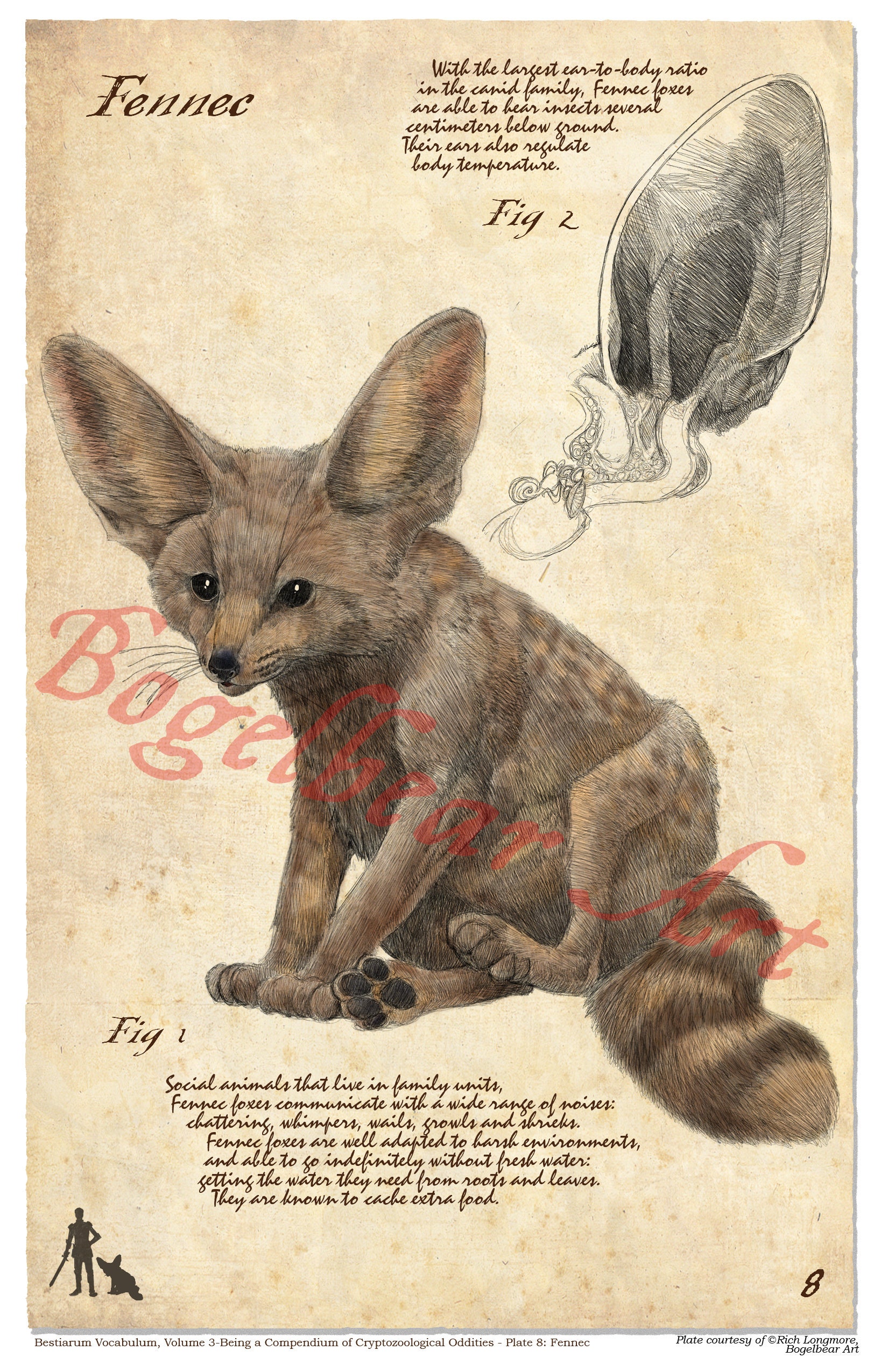 Plate 8: Fennec, Bestairum Vocabulum, or, a Cryptozoological Compendium