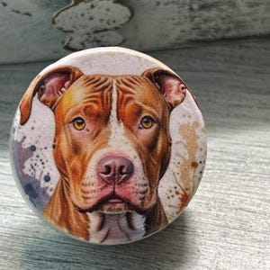 May include: A close-up of a brown and white pit bull dog with a white background. The dog has a serious expression and is looking directly at the camera.