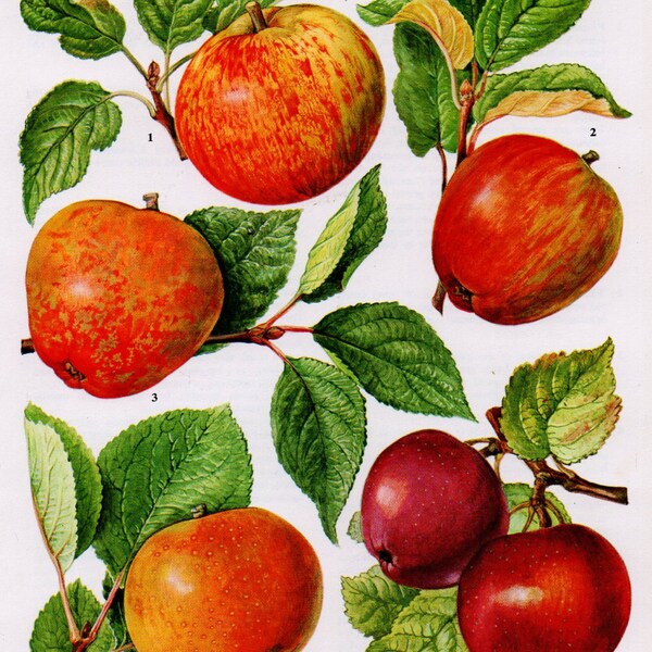 1960's Vintage Apple Lithograph - 1960's Vintage Apple Print, Apple, Apples, Red Apples, Apple Print, Apple Lithograph, Fruit, Fruit Print