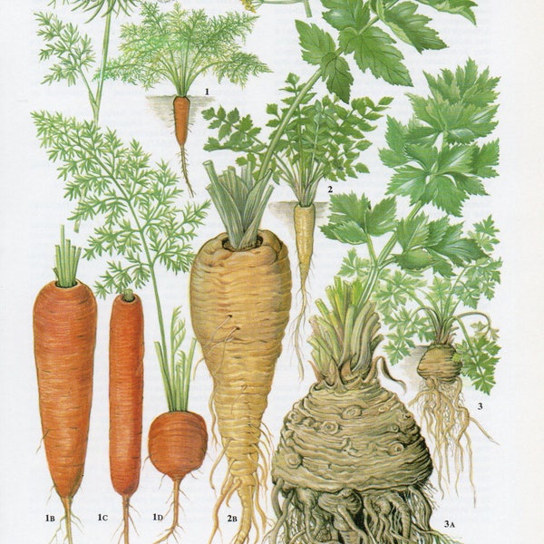 1960's Vintage Vegetable Lithograph, Carrots, Parsnips, Celeriac, Vegetables, Veg, Veg Prints, Veg Lithographs, Food Prints, Food Lithograph