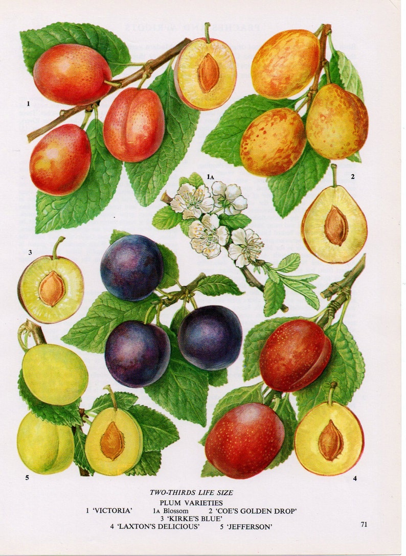 1960 S Plum Lithograph Plums Plum Plum Print Plum Etsy