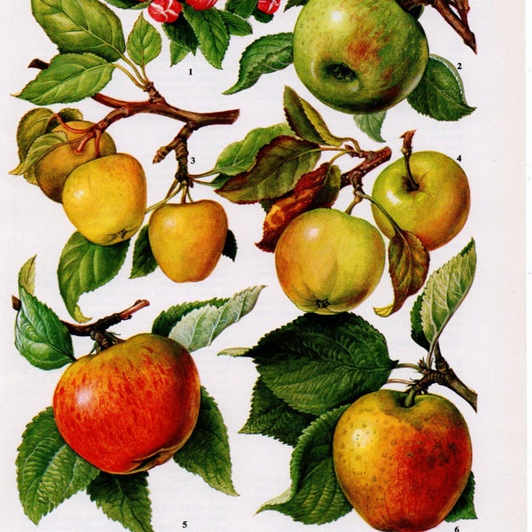 1960's Vintage Apple Print, Apples, Apple Print, Apple Lithograph, Apple Wall Art, Apple Illustration, Kitchen Decor, Kitchen Wall Art