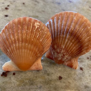 Scallop (Rough) Sanibel Shell Drawer Knob/Pull