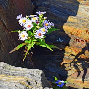 Flowers in the rocks on Maine Coast