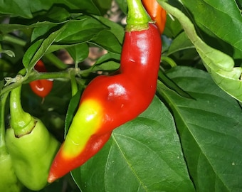 10x Trinidad PIMENTO Pepper Seeds, Organically Grown plus FREE Seed Gift