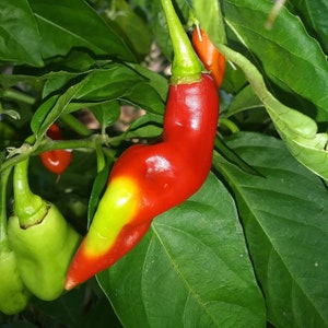 10x Trinidad PIMENTO Pepper Seeds, Organically Grown plus FREE Seed Gift