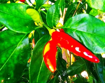 Trinidad "Bird Pepper" Pepper Seeds a.k.a. Cayenne Pepper, Organically Grown plus FREE Seed Gift 10x