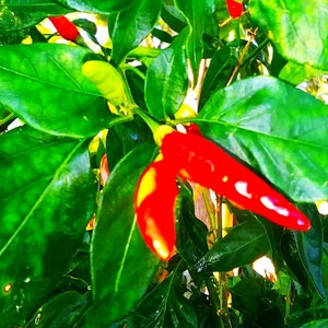 Trinidad &quot;Bird Pepper&quot; Pepper Seeds a.k.a. Cayenne Pepper, Organically Grown plus FREE Seed Gift 10x