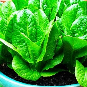 May include: A close-up of a pot of green romaine lettuce. The lettuce is growing in a blue pot with dark soil.