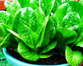 Green Romaine Lettuce Organic Seeds-Heirloom, Open Pollinated, NonGMO - Indoors, Outdoors, Pots, Grow Beds,Soil,Hydro/Aquaponics w/Free GIFT