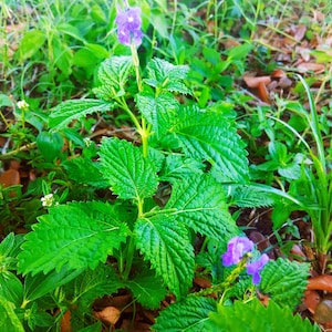 Live plant - Blue Vervain- organic Vervain Verbena