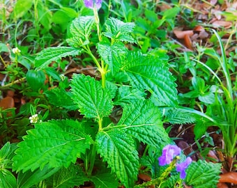 Live plant - Blue Vervain- organic Vervain Verbena