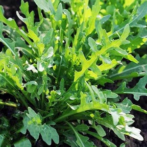 Salad Green, Arugula, Heirloom Seed qty 10 Vegetable Seeds with Free Seed Gift