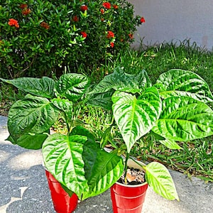 Live Plant Trinidad Pimento Pepper Seedling Organically Grown