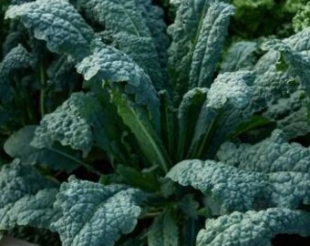Heirlooms Lacinato Kale Seeds qty 10 Vegetable Seeds with Free Seed Gift