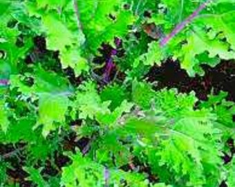 Heirlooms Red Russian Kale Seeds qty 25 Vegetable Seeds Frilly Leaf with Free Seed Gift