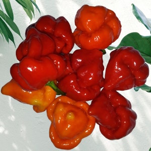 10x Trinidad SCORPION Pepper Seeds, Organically Grown plus FREE Seed Gift