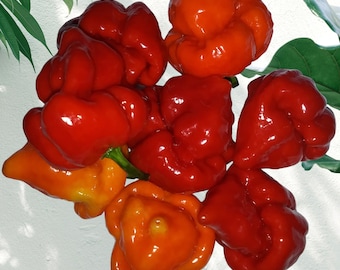 10x Trinidad SCORPION Pepper Seeds, Organically Grown plus FREE Seed Gift