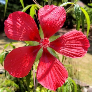 Red Rose Mallow Packets of Seeds: Hibiscus coccineus, Full Sun Perennial Woody Plant with Giant Blooms for Ponds, Butterfly Gardens, etc.