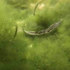 May include: A submerged, crescent-shaped, dark-colored leaf fragment rests amidst a dense, vibrant green mass of filamentous algae. The scene is captured underwater, highlighting the textured, fibrous nature of the aquatic plant growth.