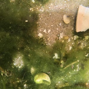May include: An underwater view of a sandy lake or river bed featuring a small, light-colored snail shell, a larger off-white shell fragment, and patches of dark green filamentous algae growing on the sediment and scattered small pebbles.