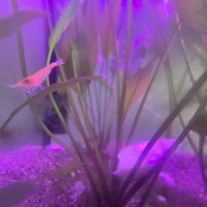 May include: A small, translucent orange shrimp rests on a thin green aquatic plant leaf within an aquarium. The environment is illuminated by purple light, highlighting the shrimp's delicate body and the surrounding submerged vegetation.