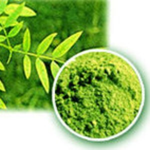 May include: Close-up of a pile of green Moringa powder, a supplement made from the leaves of the Moringa oleifera tree. The powder is a vibrant green color and has a fine texture.