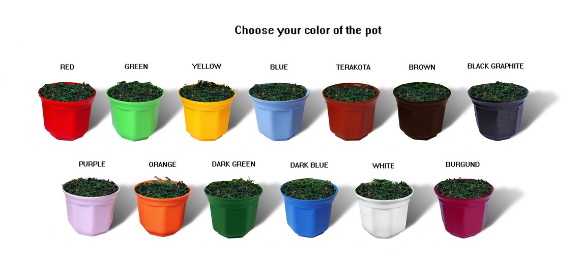 Super Mario Bros Figures Piranha Plant Mushroom Classic | Etsy